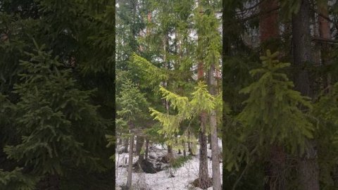 Карельский лес 🌳 #Карелия #природа #спокойствие #умиротворение