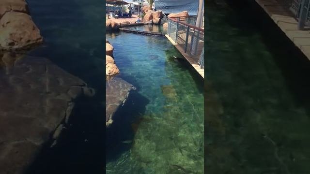 Морские черепахи