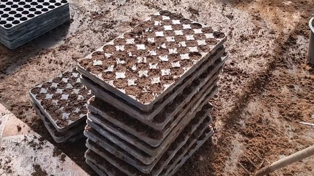 Голубика, как из одного саженца получить 54