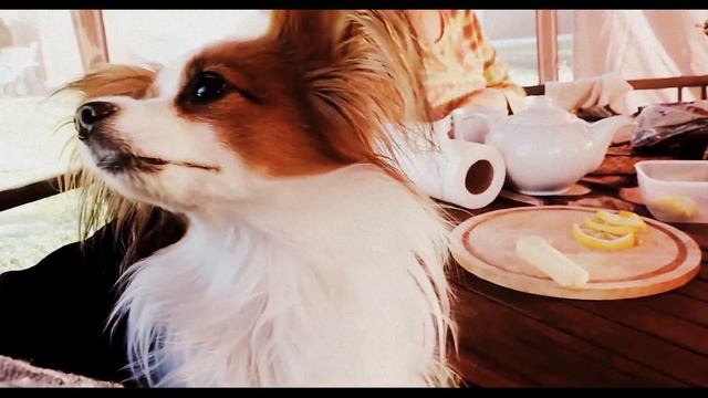 В загородном доме у Ирины заводчицы папильонов питомник Magnolia Life