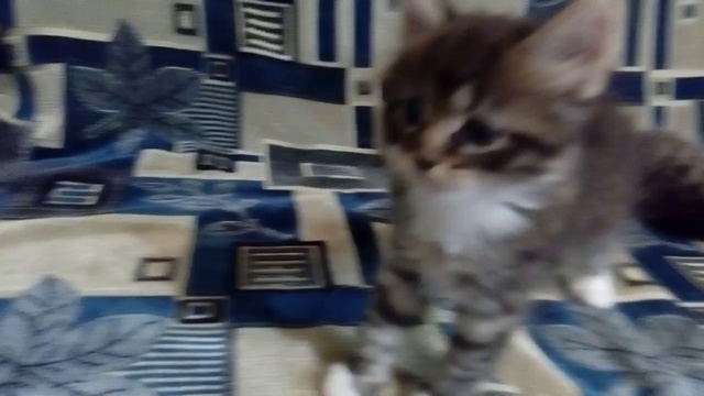 Игрульки котейцев!!!