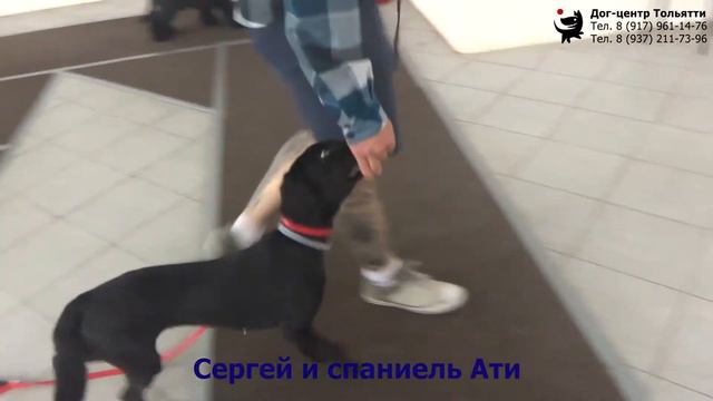 Занятие по дрессировке группа начального послушания: обучение собак движению рядом.