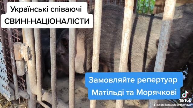 Поросята поют. Такого вы ещё не слышали. Досмотрите до конца