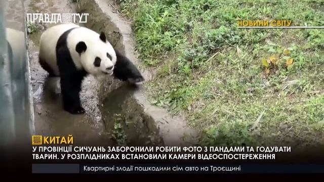 У ПРОВІНЦІЇ СИЧУАНЬ ЗАБОРОНИЛИ РОБИТИ ФОТО З ПАНДАМИ ТА ГОДУВАТИ ТВАРИН