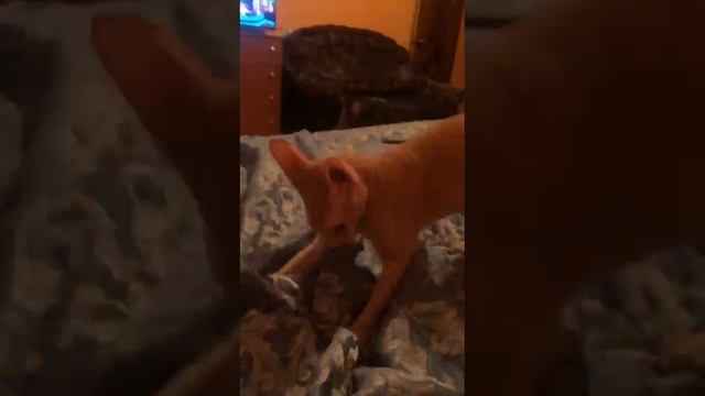 VID-20231102-WA0014.mp4
