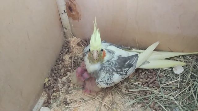 Чем же кормят попугаев, у которых маленькие птенчики?