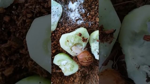 Маленькая улитка Ахатина кушает/Small Snail Ahatina Is Eating