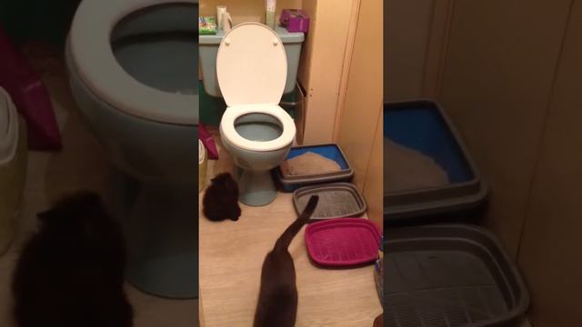 У кошек тоже бывает очередь в туалет