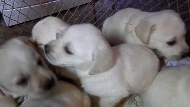 Лабрадор!Роскошные щенки 1 мес.и неделя.Odessa.