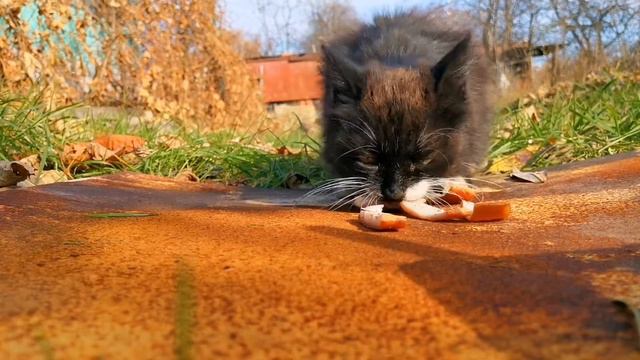 Встретил бездомную кошку на даче. Met a stray cat at the dacha.