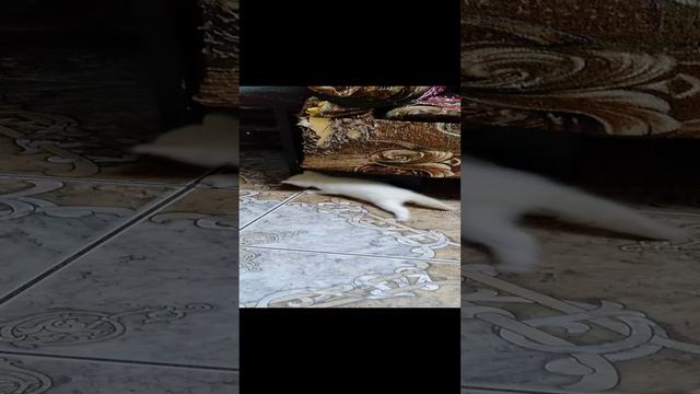 Наши питомцы