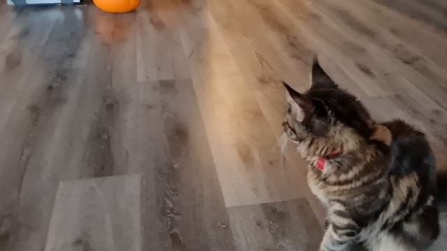 От рассвета до заката между Долом и Избушкой.