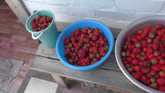 Урожай клубники, всего собрали 94 л ягод.