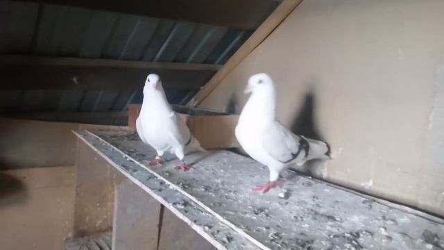 #Pigeons #Tauben #Голуби молочно-бокие  #Бабочки!