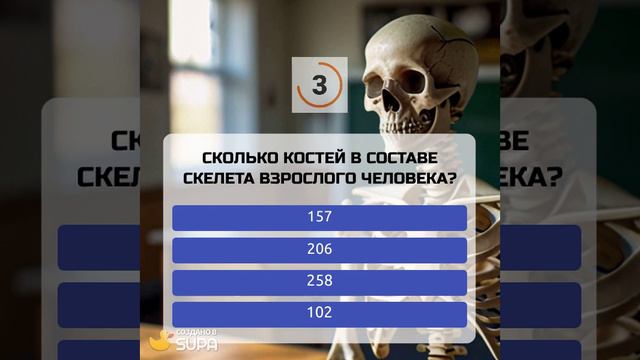 Сколько костей в составе скелета взрослого человека?