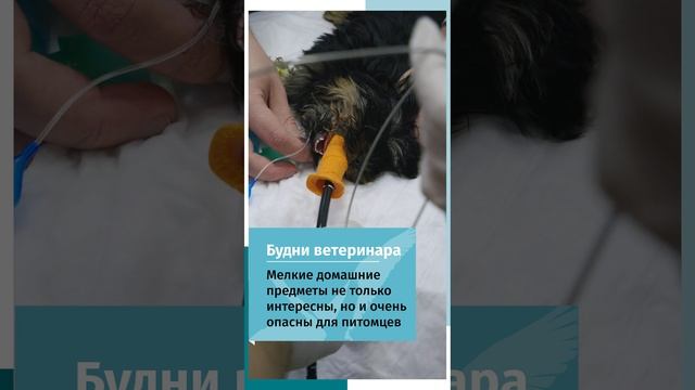 Удаление инородного тела из желудка у щенка