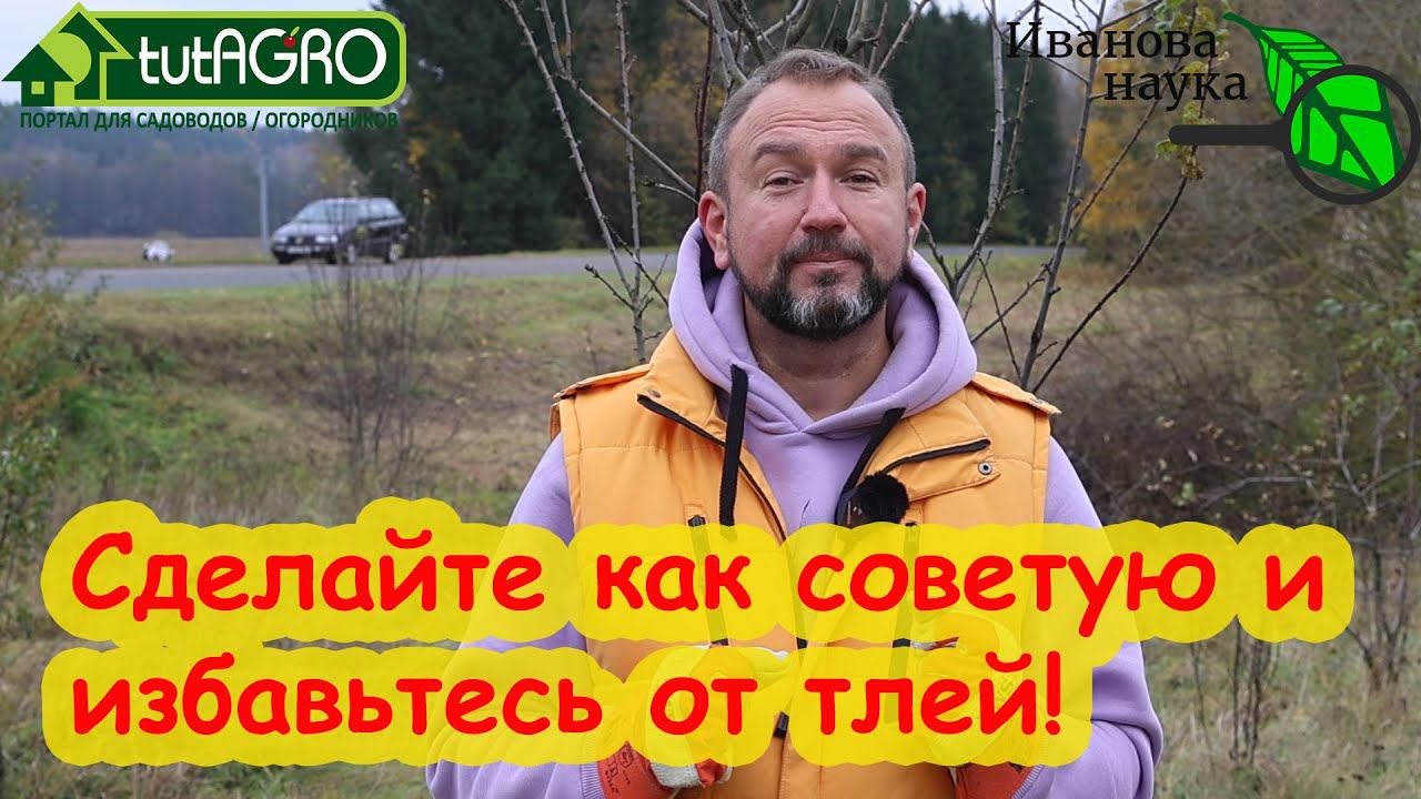 ТЛИ БОЯТСЯ ЭТОГО КАК ОГНЯ! Самое время ВЫЖИГАТЬ тлей БЕЗ ОГНЯ! Как избавиться от тлей еще до лета.