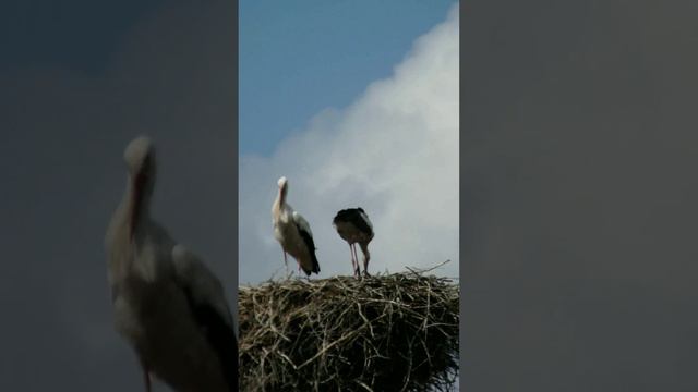 Аист Калужская область