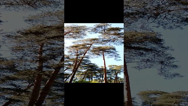 Прогулка в сосновом лесу: красота природы, высокие деревья сосны и ели, весенняя зелень. 19 мая. Ч.9