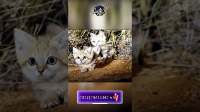 Барханная кошка - Felis margarita #интересно #animals