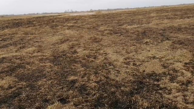 Пасхальный коп с Эквинокс 600