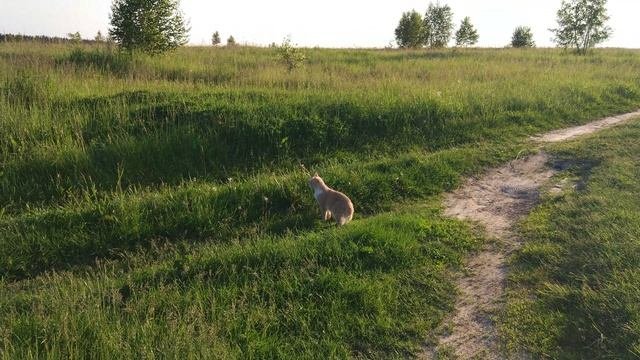 Лапка