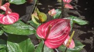 Vivaro brown හා Black Knight වර්ග දෙකක් ද?|varieties of anthurium|හරියට නම් දැනගමු|warawala plant