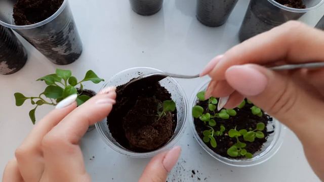 Петуния. Торфяные таблетки или грунт.