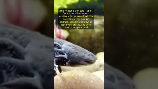 "The Axolotl: Unraveling the Mysteries of Mexico's Remarkable 'Mexican Walking Fish' | Axolotl fact