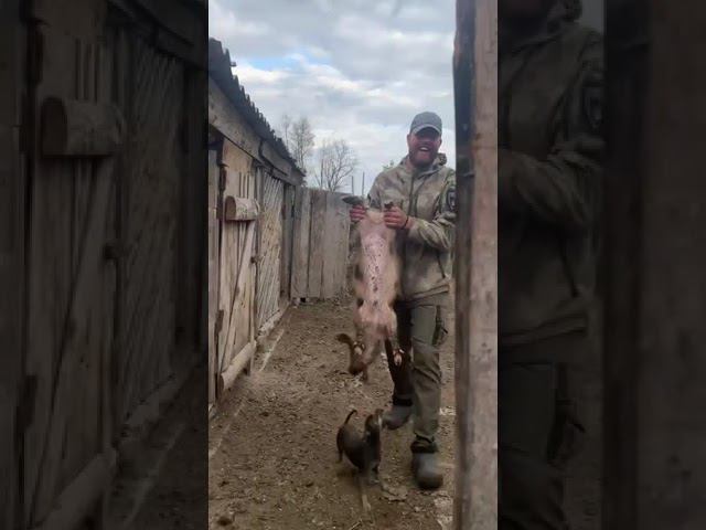 Ловим свинью ! Поросята сбежали погулять  #животные #subscribe #поросята #приколы #деревня #врек