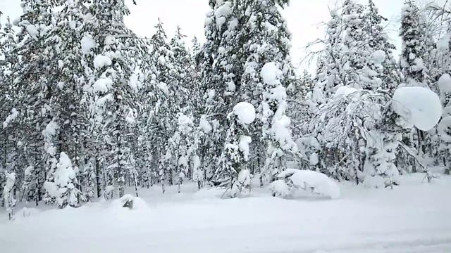 был в лесу выпало снега данный момент 9 15 декабря 2021 год