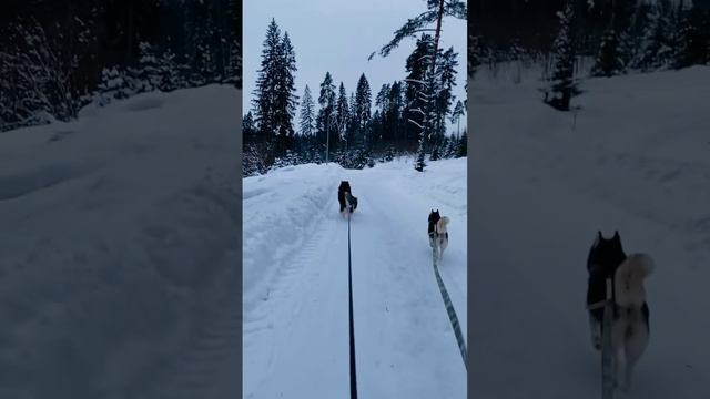 Полёт Бобыля  #угар #flying #dogs #youtuber
