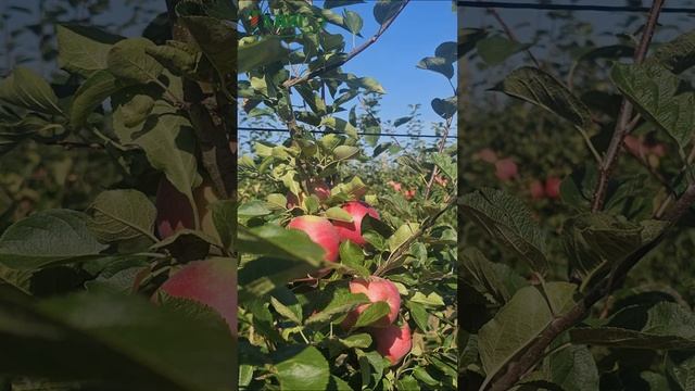 Урожай яблок с тросом для шпалеры ПРШ от "Таниса"