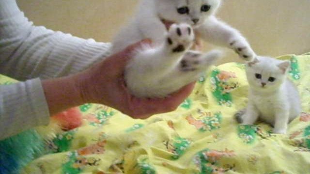 сat