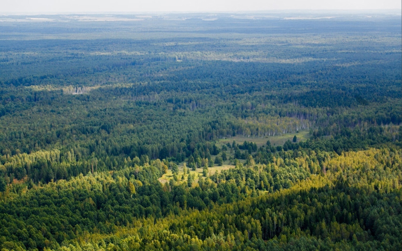 Лесные ресурсы польши
