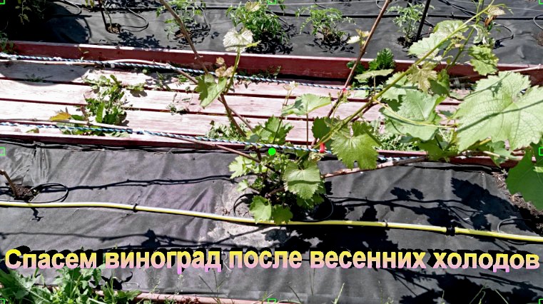 "Спасаем виноград после весенних морозов."#сад#огород#дача