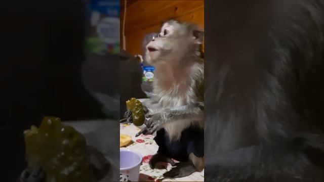 Обезьянка кушает солёный огурец