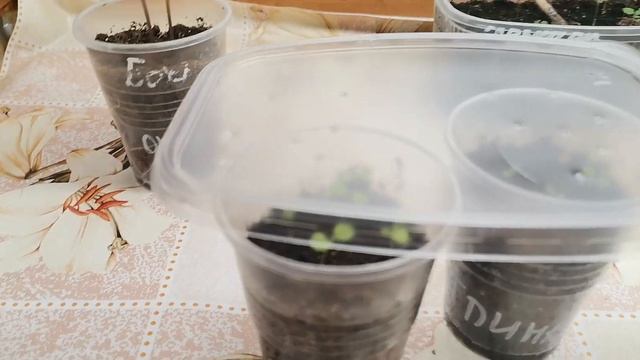 Первые посевы и всходы.Проверяю перец на всхожесть,все отлично!