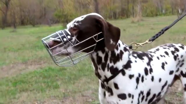 Great Dane, Cane Corso and Dalmatian in Wire Basket Muzzle