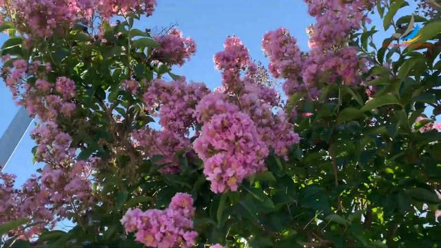 Beautiful Summer Flowers