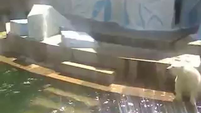 Белые медведи г.Новосибирск.