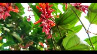 Best flowering plant for decor ||Thunbergia Mysorensis |indian clock vine ||garden tour malayalam