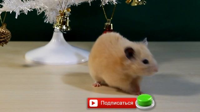 Alisa Easy Pets / ПРЕМЬЕРА 2020 / Канал о хомяках, морских свинках, крысах японских мышках и коте