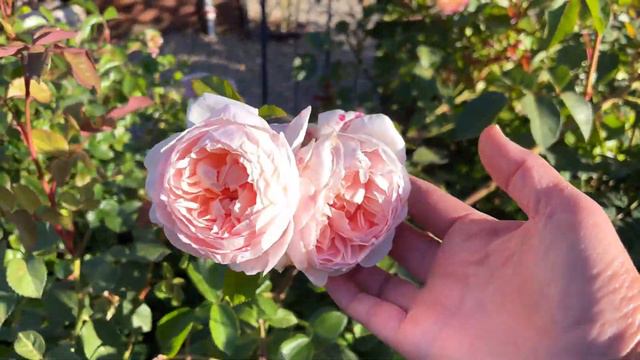 Garden Update/ Lots of Flowers Blooming!