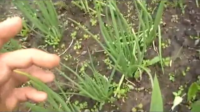 Сад и огород Выпуск 038 Прогулка по даче
