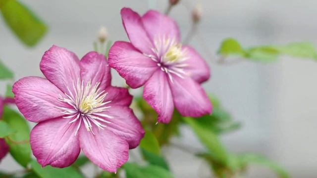 Музыка для лечения сердца и нервной системы! Нежная музыка для души и жизни - Сергей Чекалин