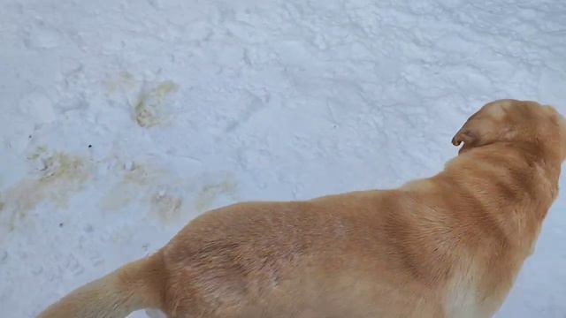 Сколько собрали на поездку в Москву/ Когда едем