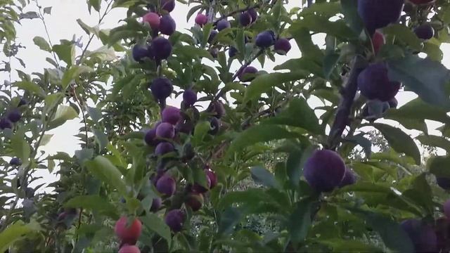 Плаэри Свит Триат (pluerry Sweet Triat) Плодоношение 2022 год