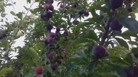 Плаэри Свит Триат (pluerry Sweet Triat) Плодоношение 2022 год