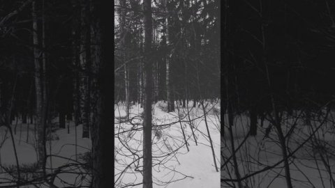 Сумеречный Карельский лес, таинственный и прекрасный #Карелия #сумерки #природа #спокойствие